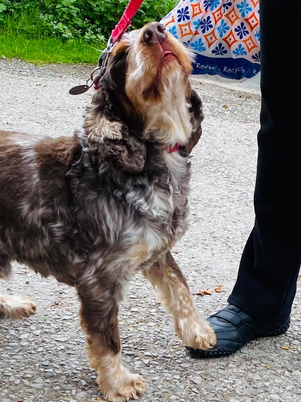 Our Monty is so... - Rob Royd Boarding Kennels & Cattery,