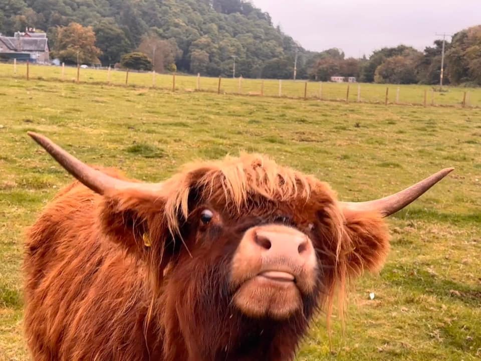 Meet Sorcha, possibly the world’s most famous highland cow. Vogue cover ...