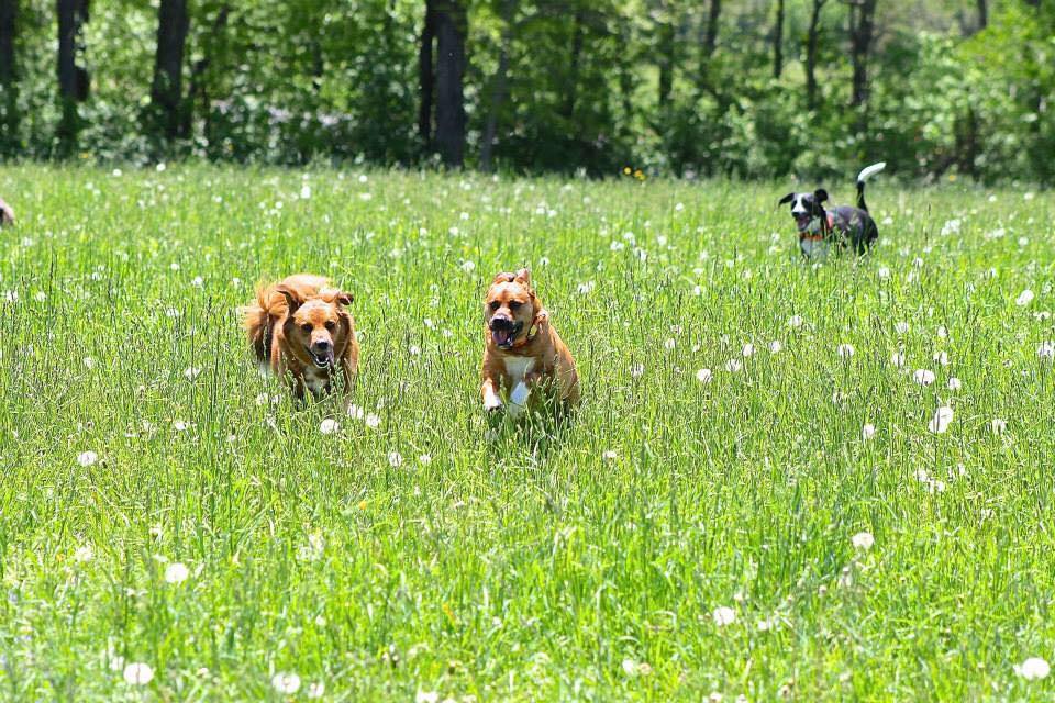Kate's Canines, LLC: Dog Training and Behavior Modification | Yonkers NY