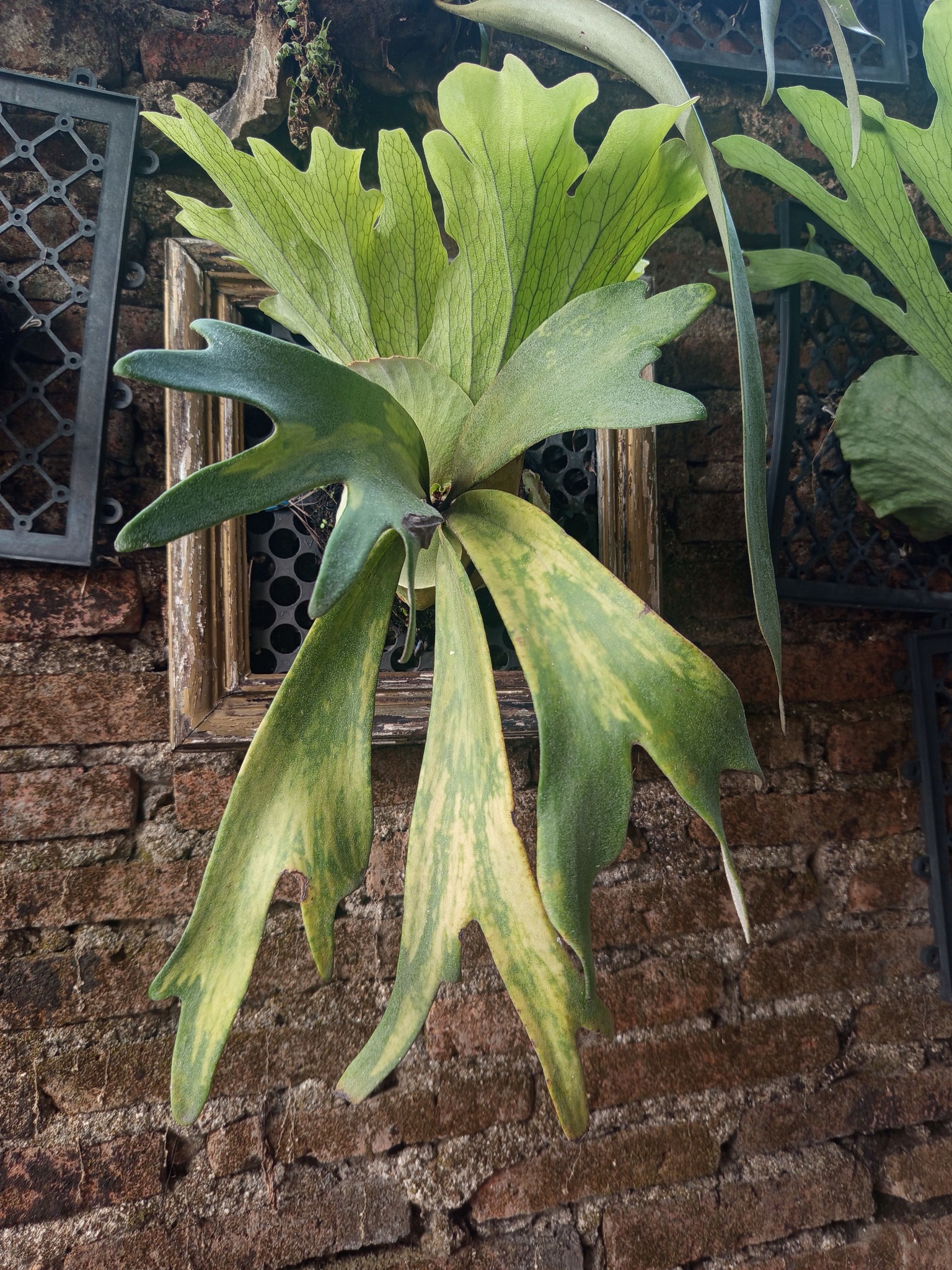 Platycerium willinckii 'Variegata'