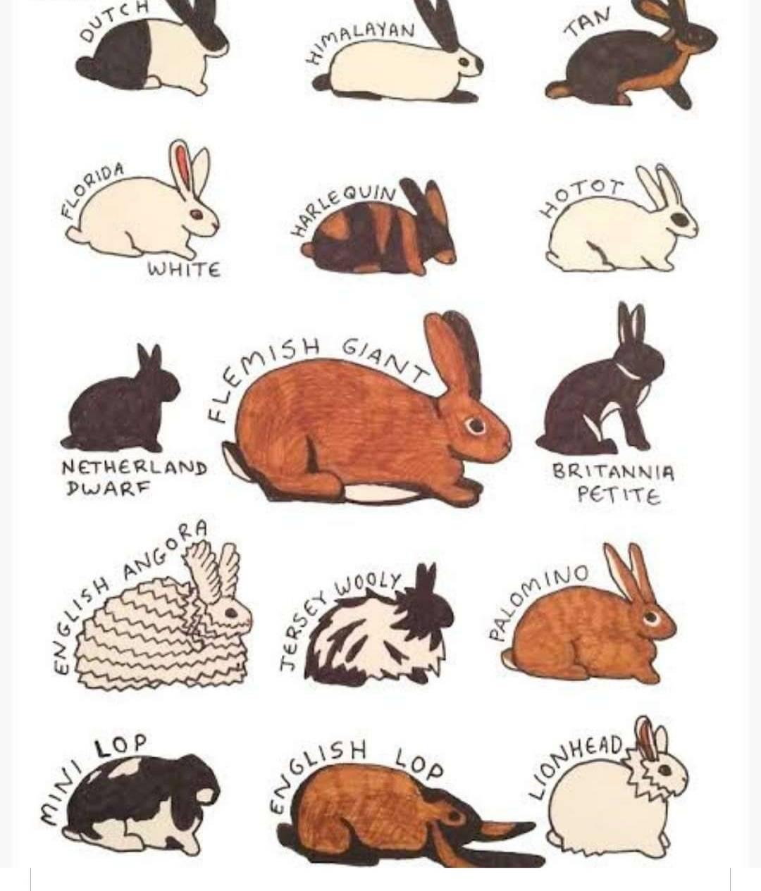 Mema rabbit farm 012