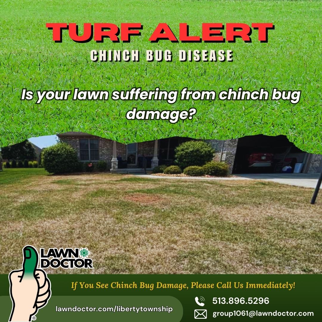 Lawn - Chinch bugs are notorious for sucking the life out of grass ...