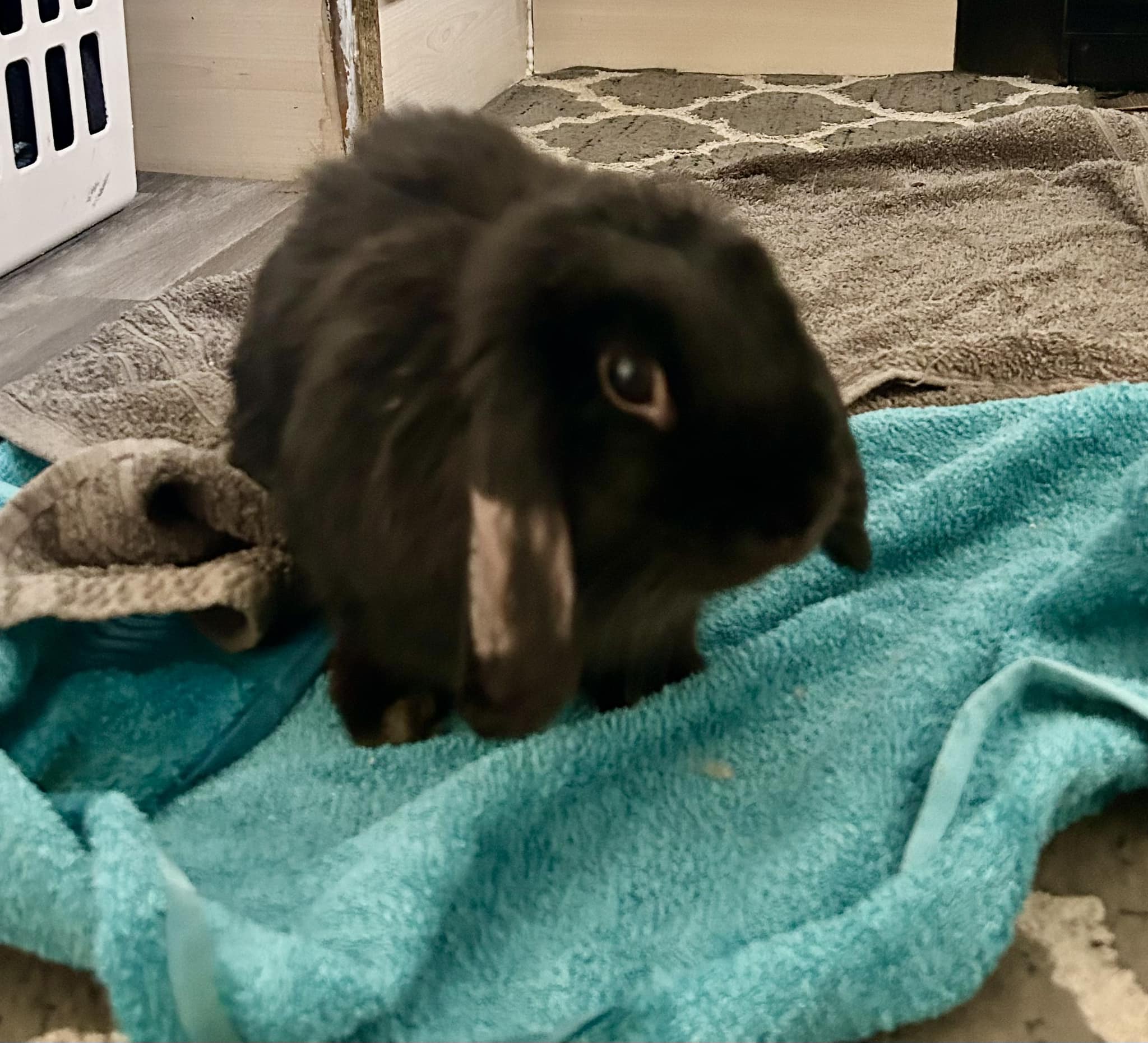 Thanks to Charlotte, Angel has... - Shrewsbury Rabbit Rescue
