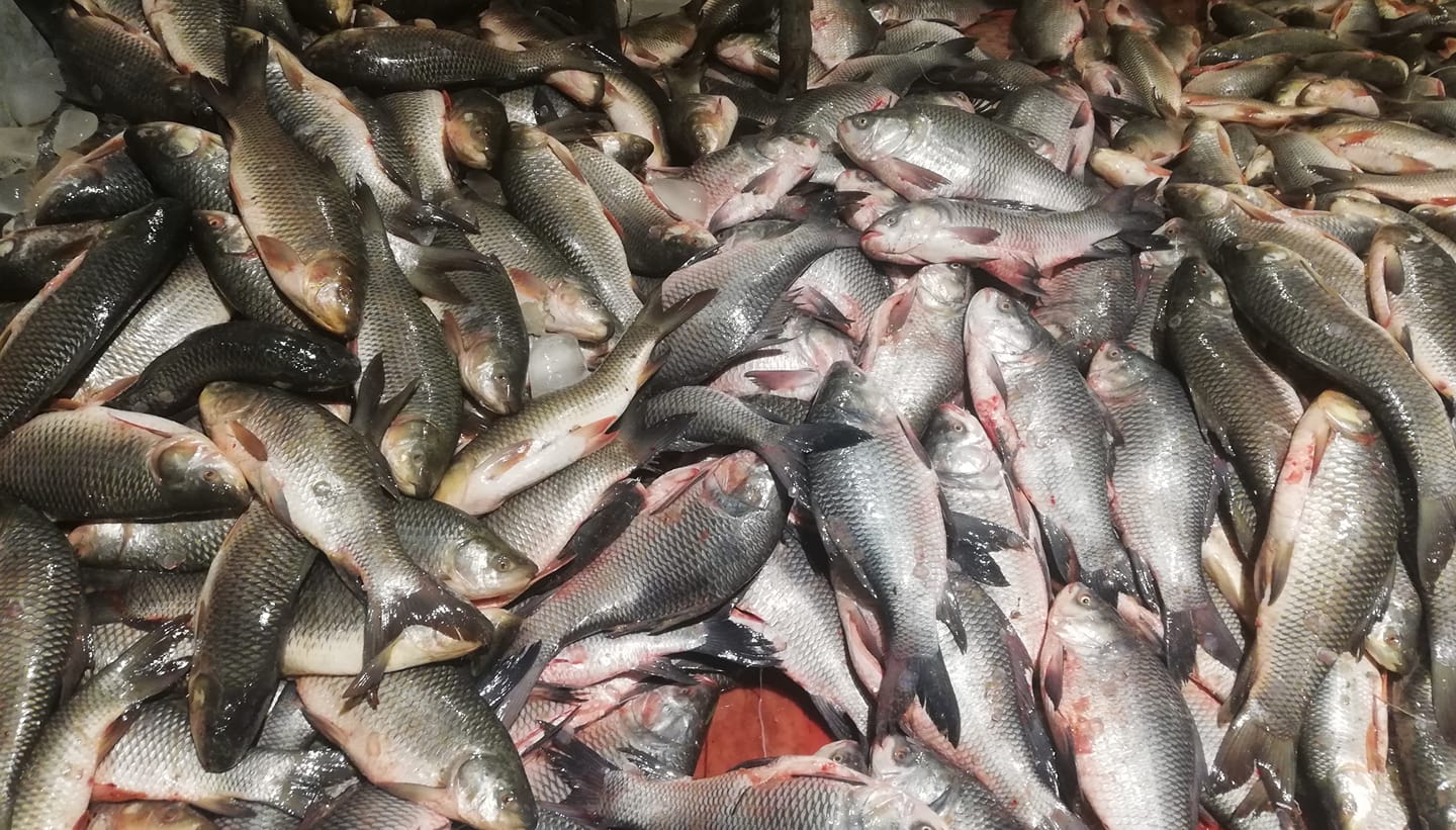 FISH POINT