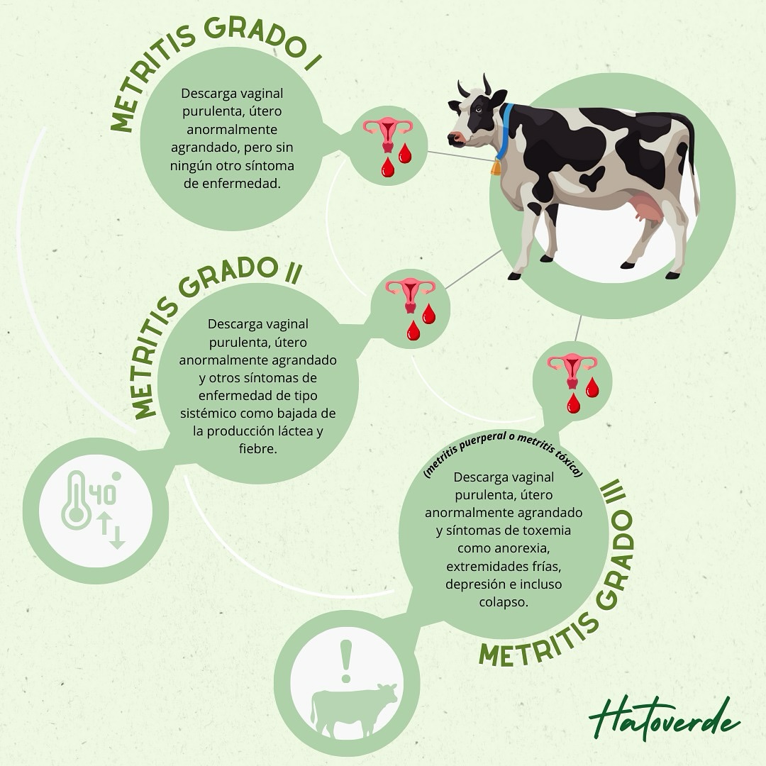 Hato Verde - 🌟 ¿Sabías qué es la metritis en el ganado? 🌟...