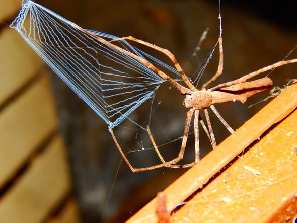 Australian Invertebrates,Bugs & Insects | Some of the net casters I've ...