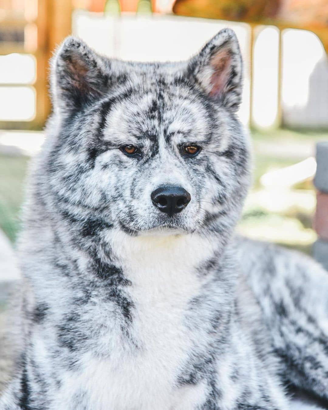 Breed ➡️ AKITA INU From @akita_shinyue_family Live in