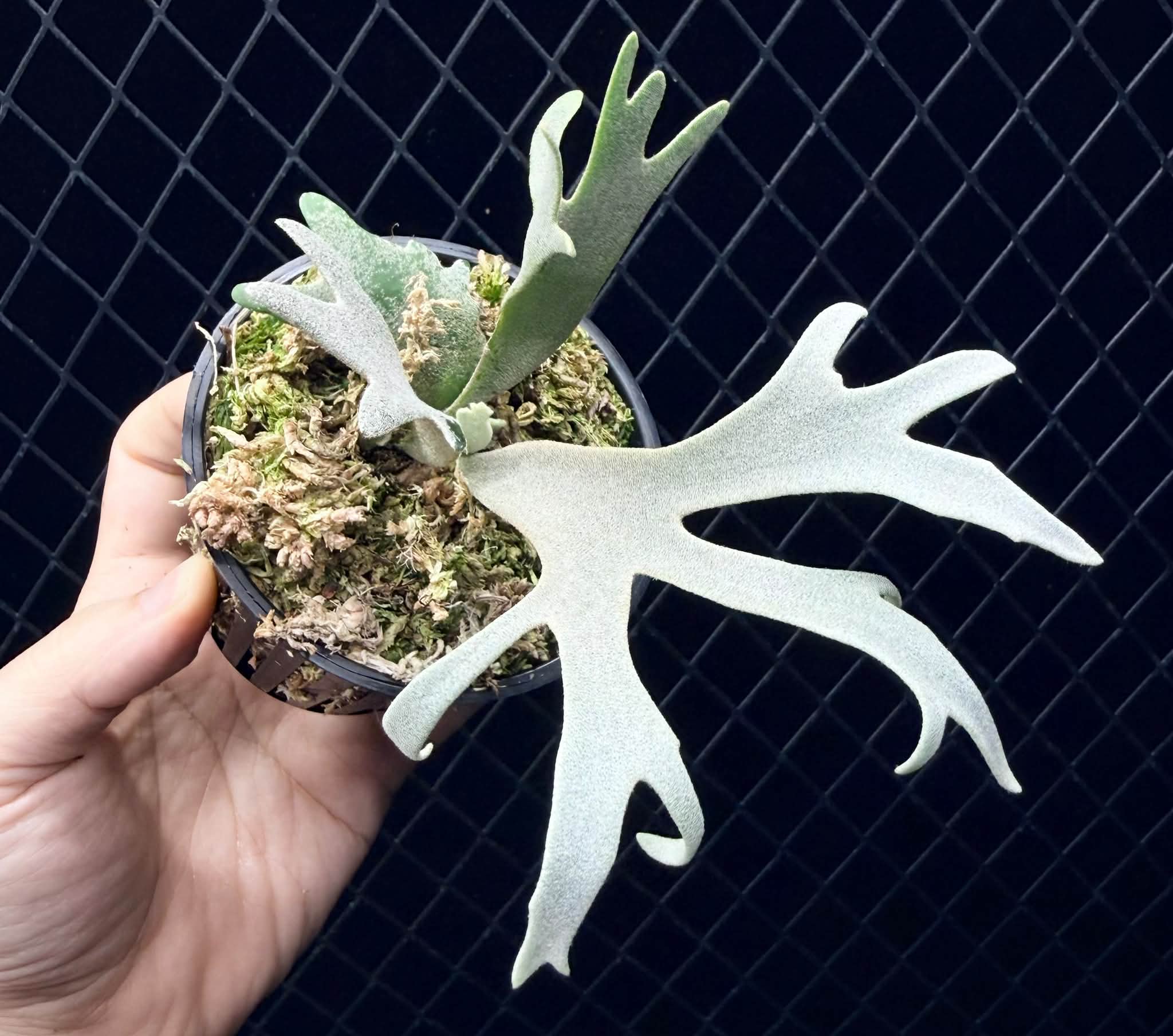 P.willinckii '金童' + veitchii 'K'