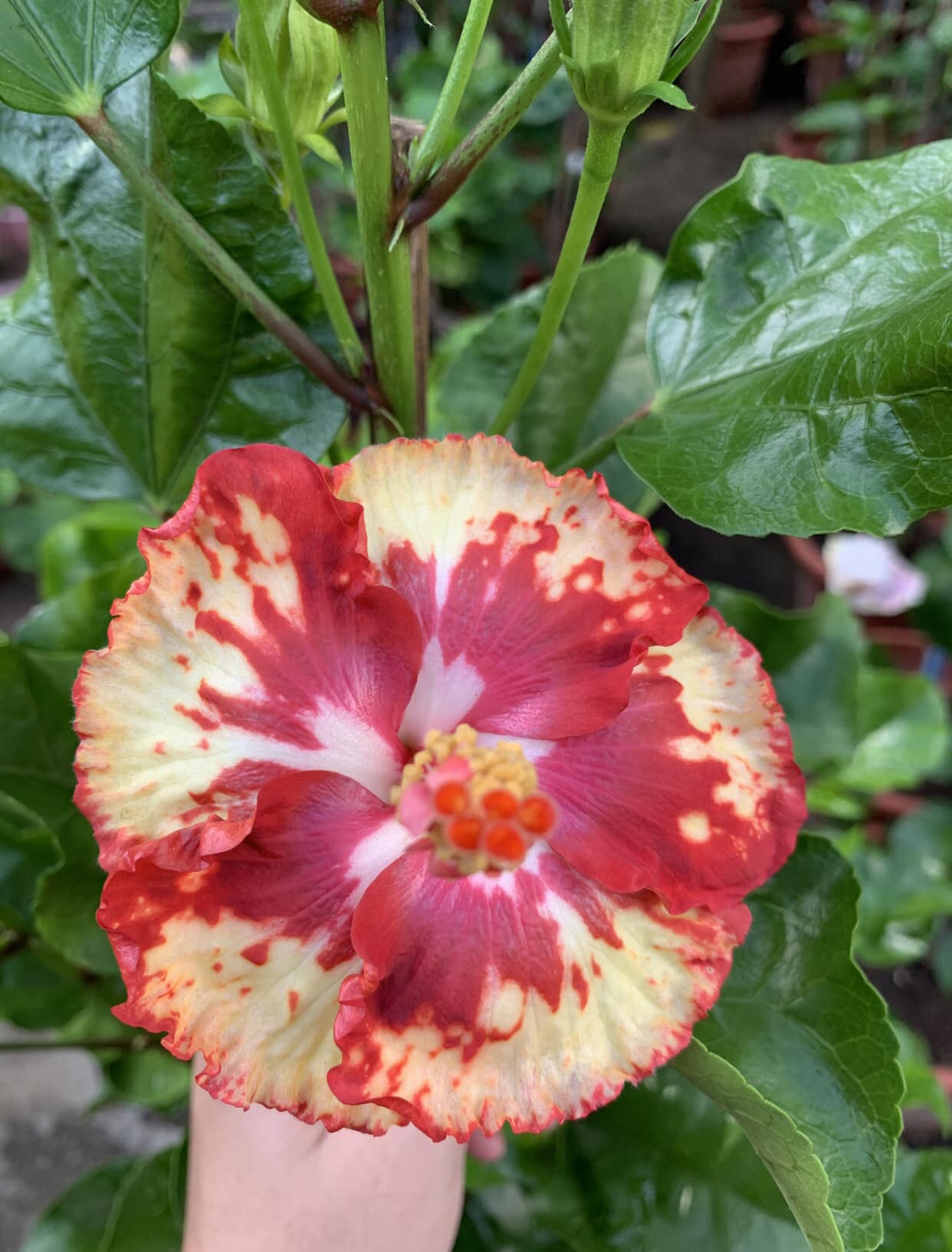 Pot. Laszlo's Spark 'Mini Flare' x Pot. Exotic Sunset 'Fire Flare'.