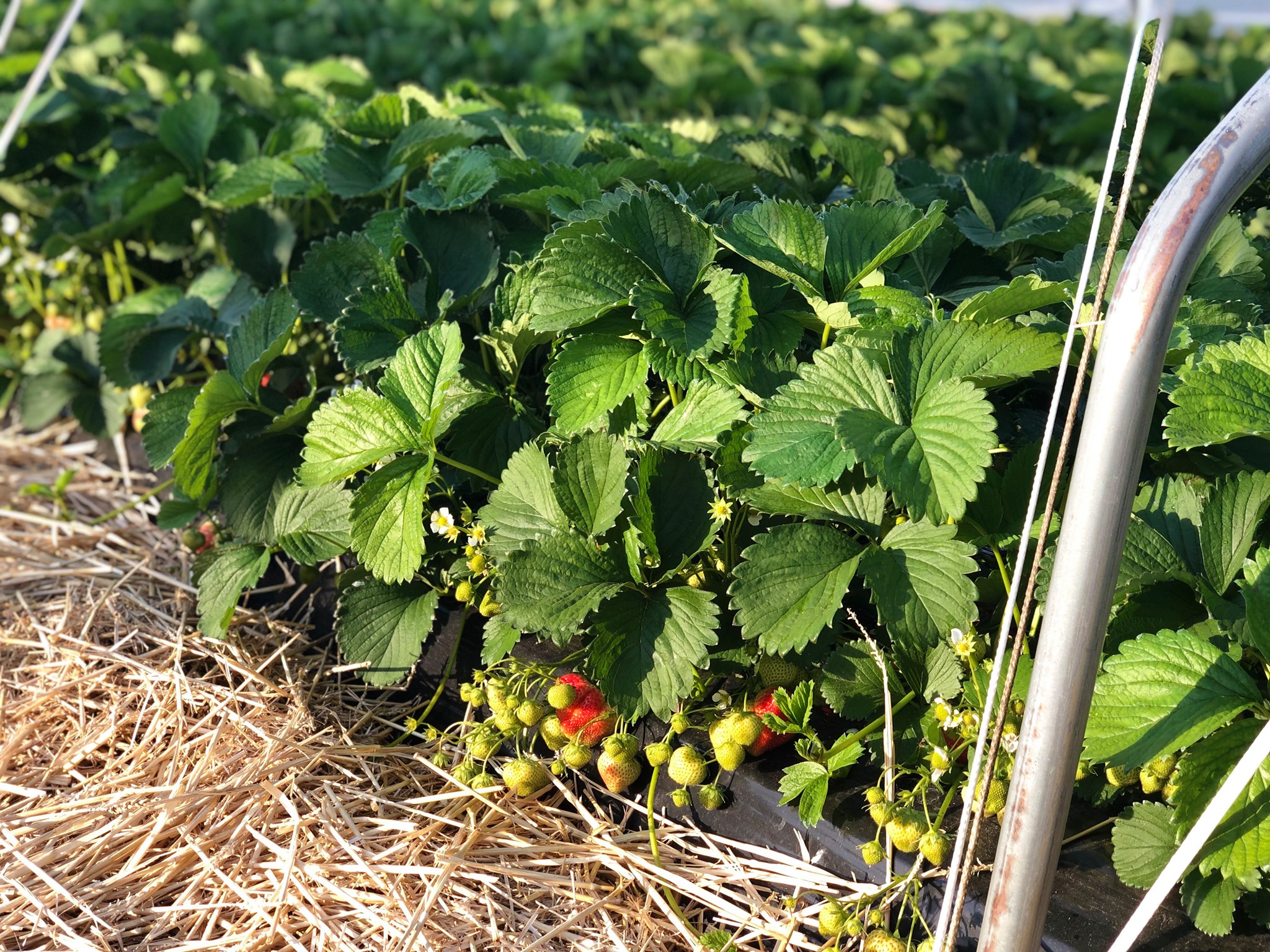 Aardbeienkwekerij van de Riet | Breda