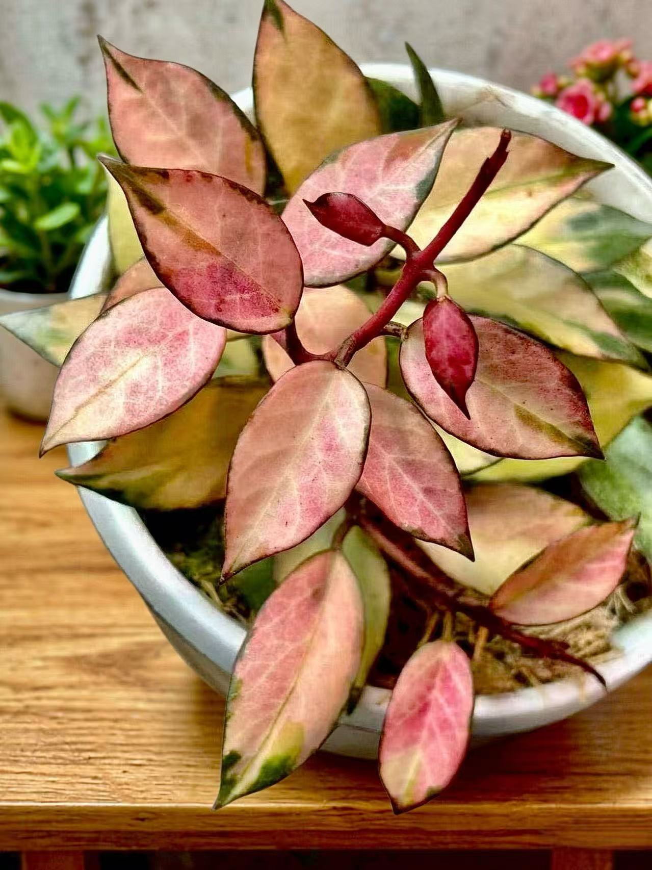 Hoya sp. Co Xanh 001 (often the name is spelled together, and this