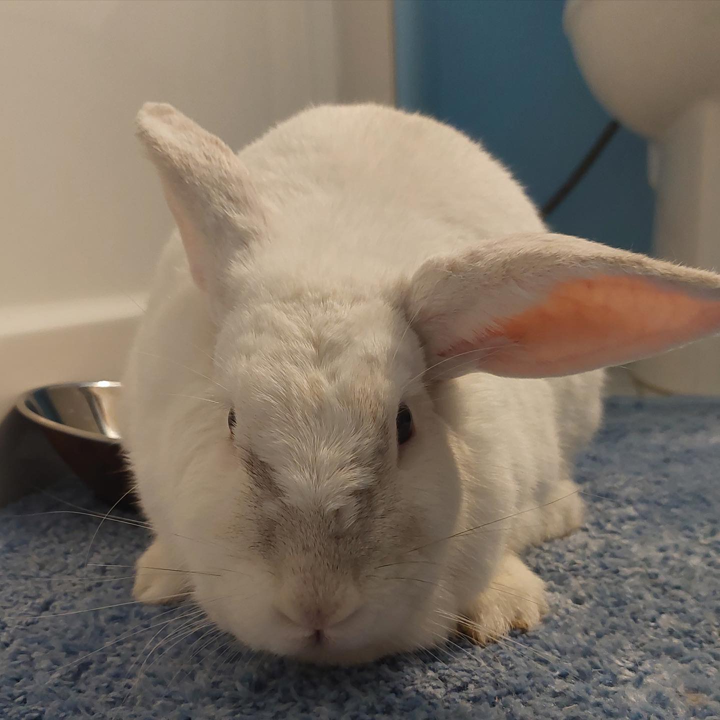 Yet another dump bunny caught... - Rabbit Rescue Incorporated | Facebook