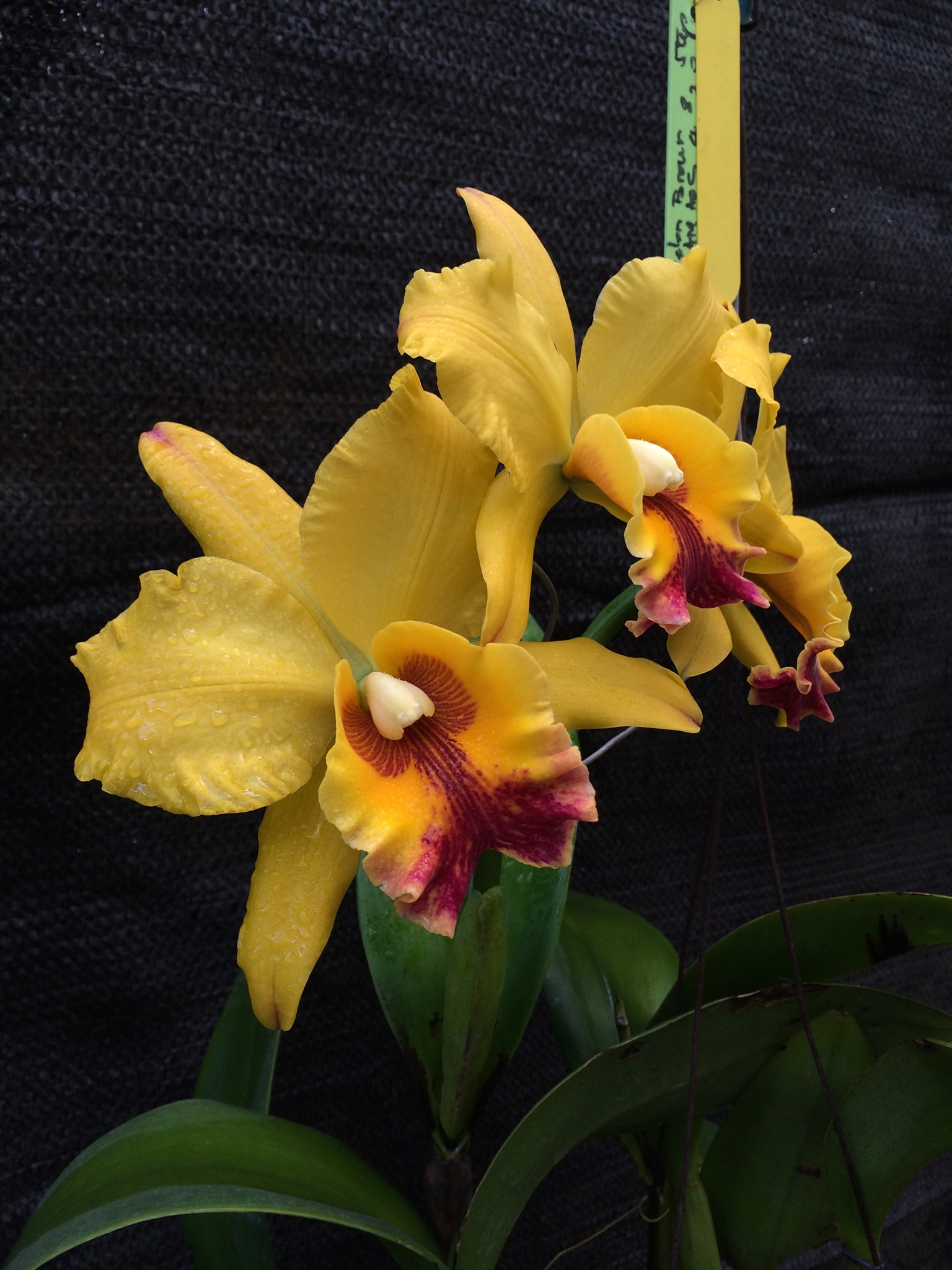 Blc. Mem. Helen Brown ' Showpiece' AM/AOS ( division