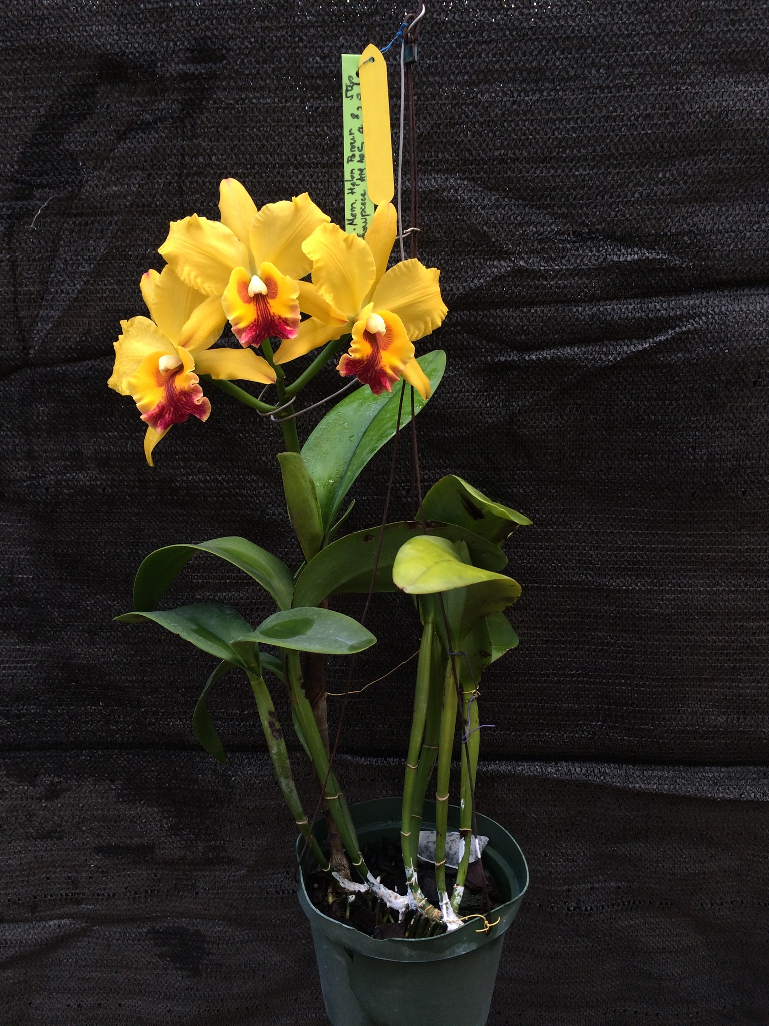 Blc. Mem. Helen Brown ' Showpiece' AM/AOS ( division