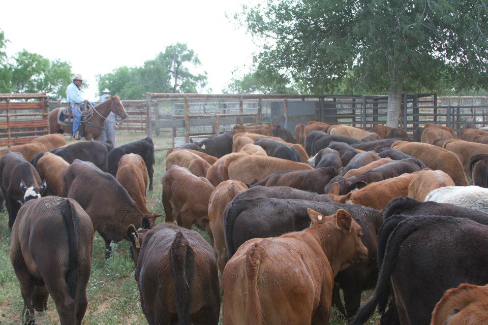 McAllen Ranch All Natural Beef | Edinburg TX