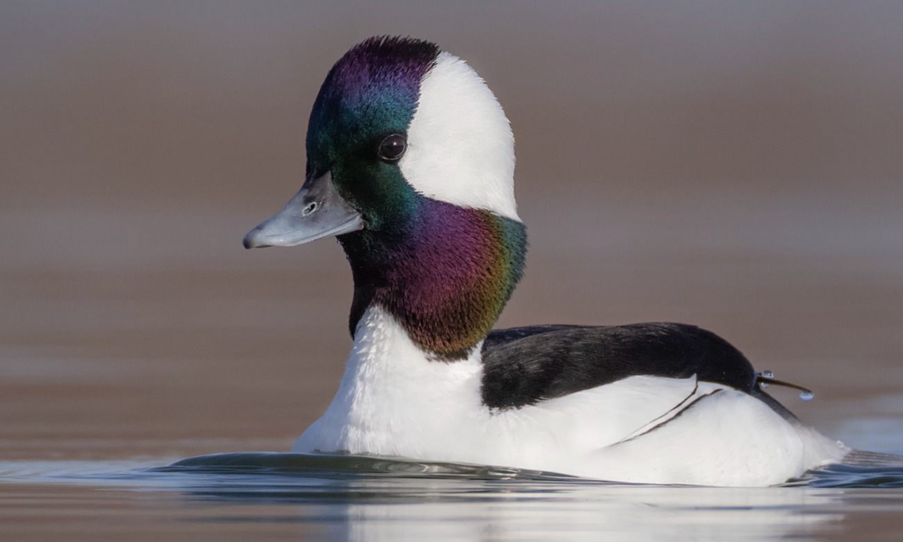 Delta Waterfowl Confluence Chapter | St. Charles MO