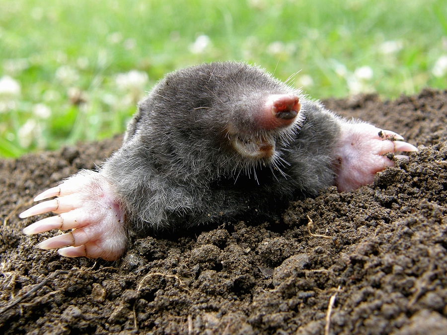 Mole Miners | Nashville TN