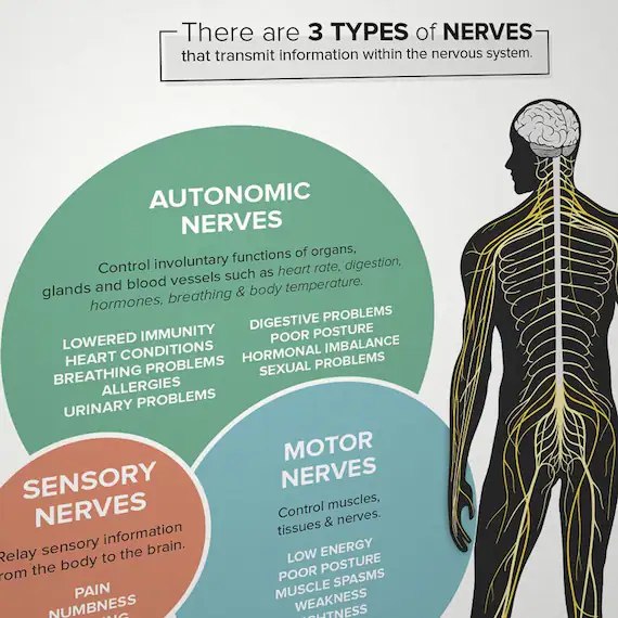 Dr. - There are 3 types of nerves in the body. As you can see, sensory ...