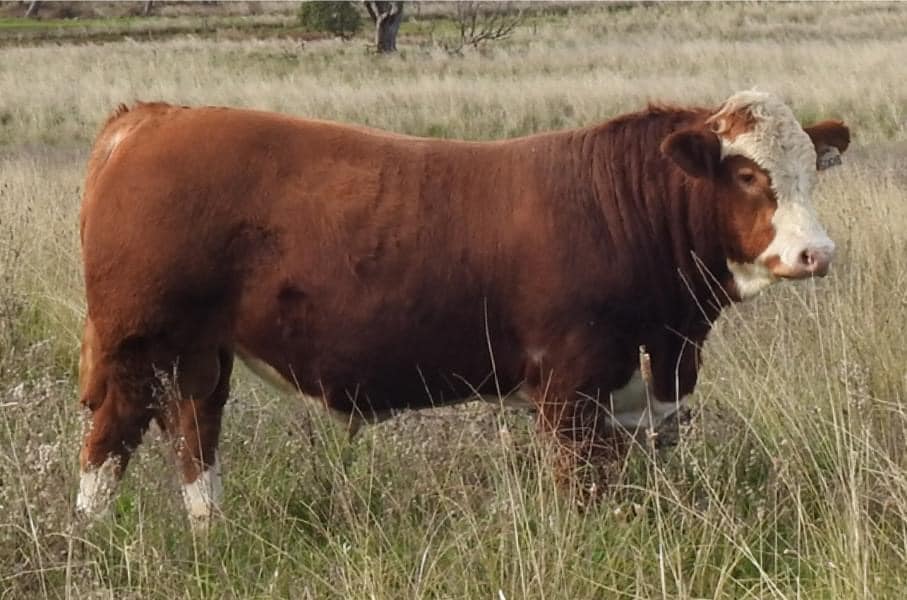 ️Barana Simmentals Shorthorn & Angus... - Elders Stud Stock | Facebook