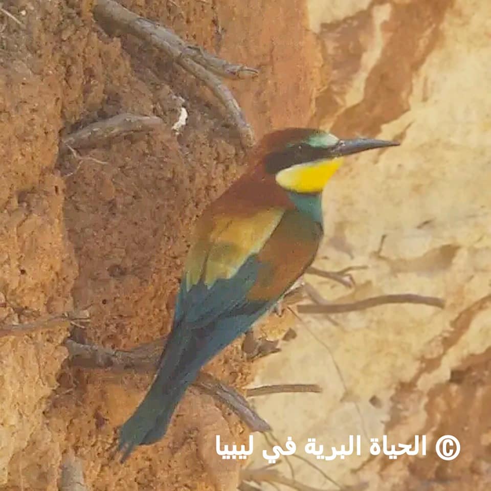 encyclopedia-of-wild-birds-in-libya