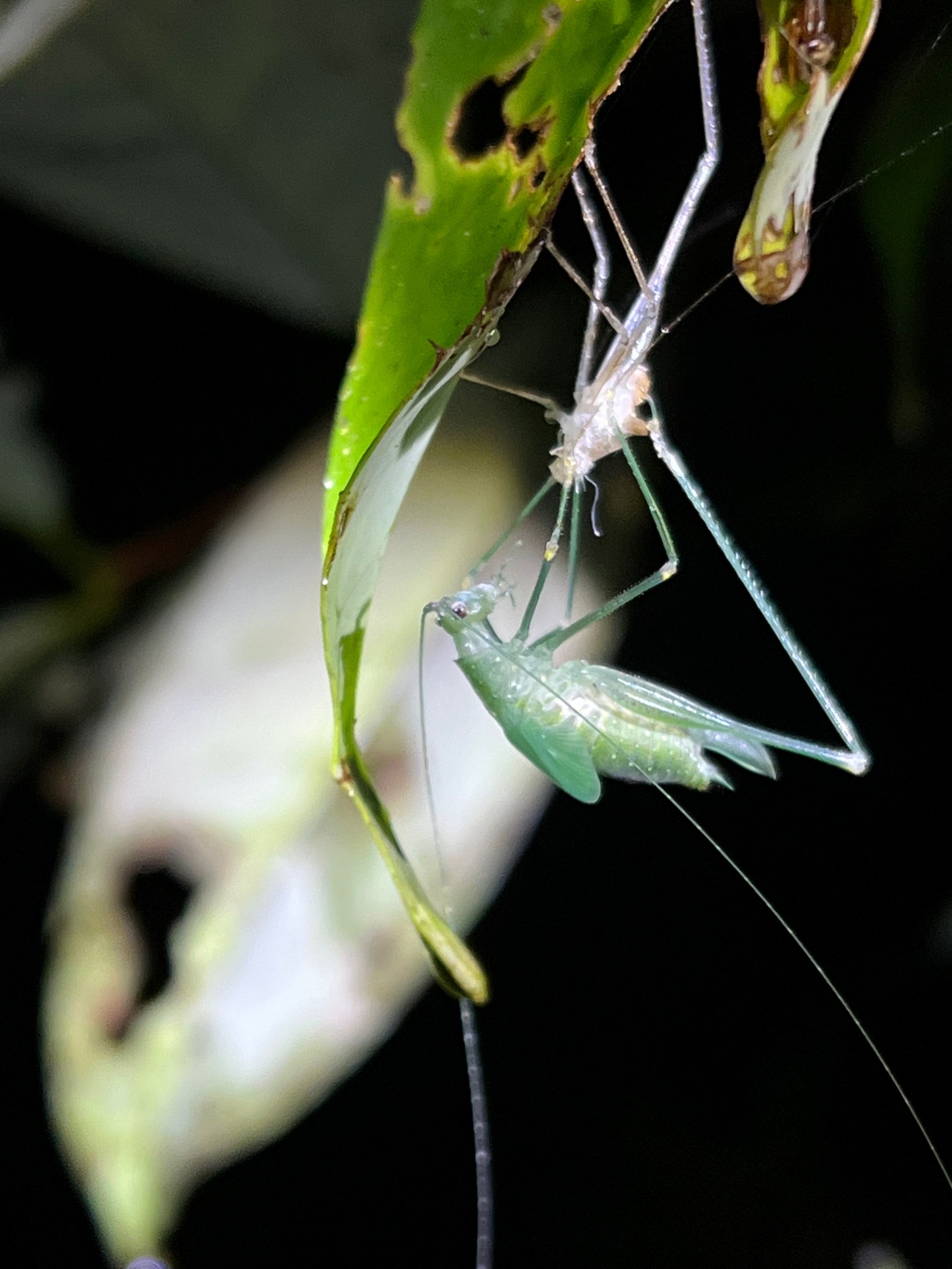 The Bug Chicks - Talk about good timing! This katydid just... | Facebook