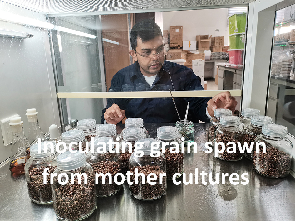 Steps of grain spawn inoculation by mother (pure)... - Myanmar Mushroom ...
