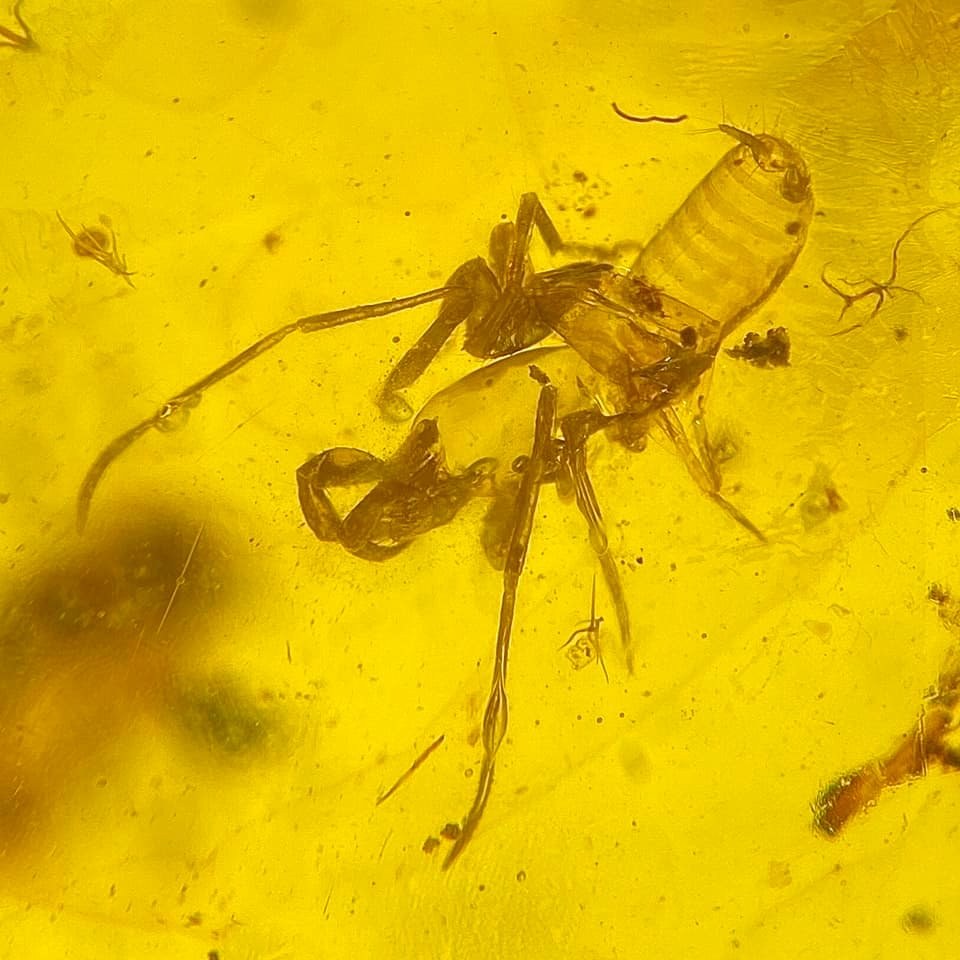 Microfossils Et Cetera