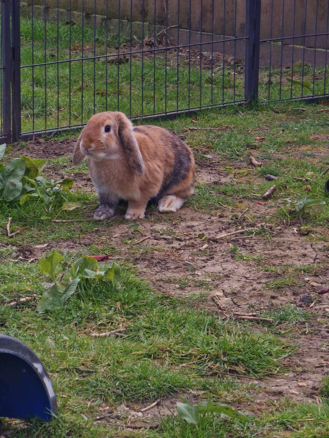 The Official CottonTails Rescue, Westbury, Wiltshire | Westbury