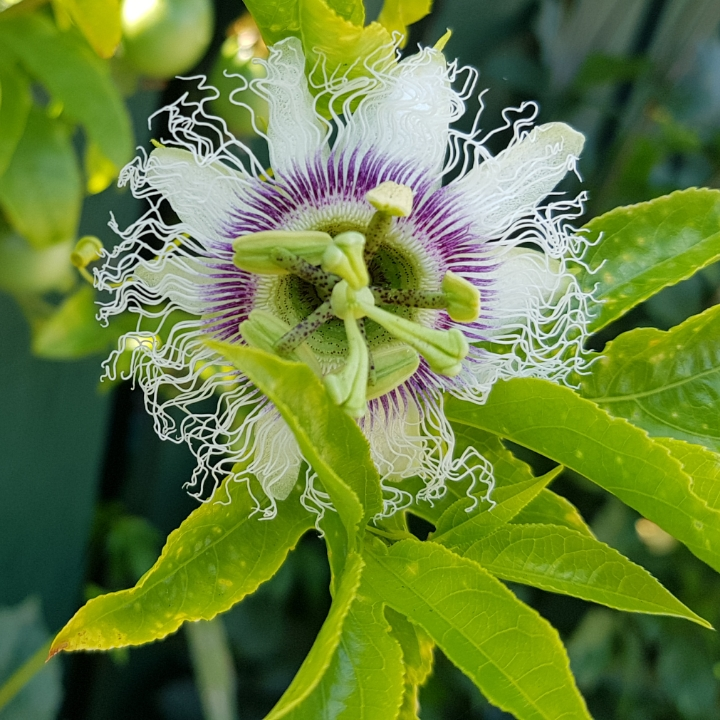 Mahinga kai tairawhiti | Gisborne