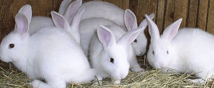 Rabbit Capital of the... - Rabbit Capital of the Philippines