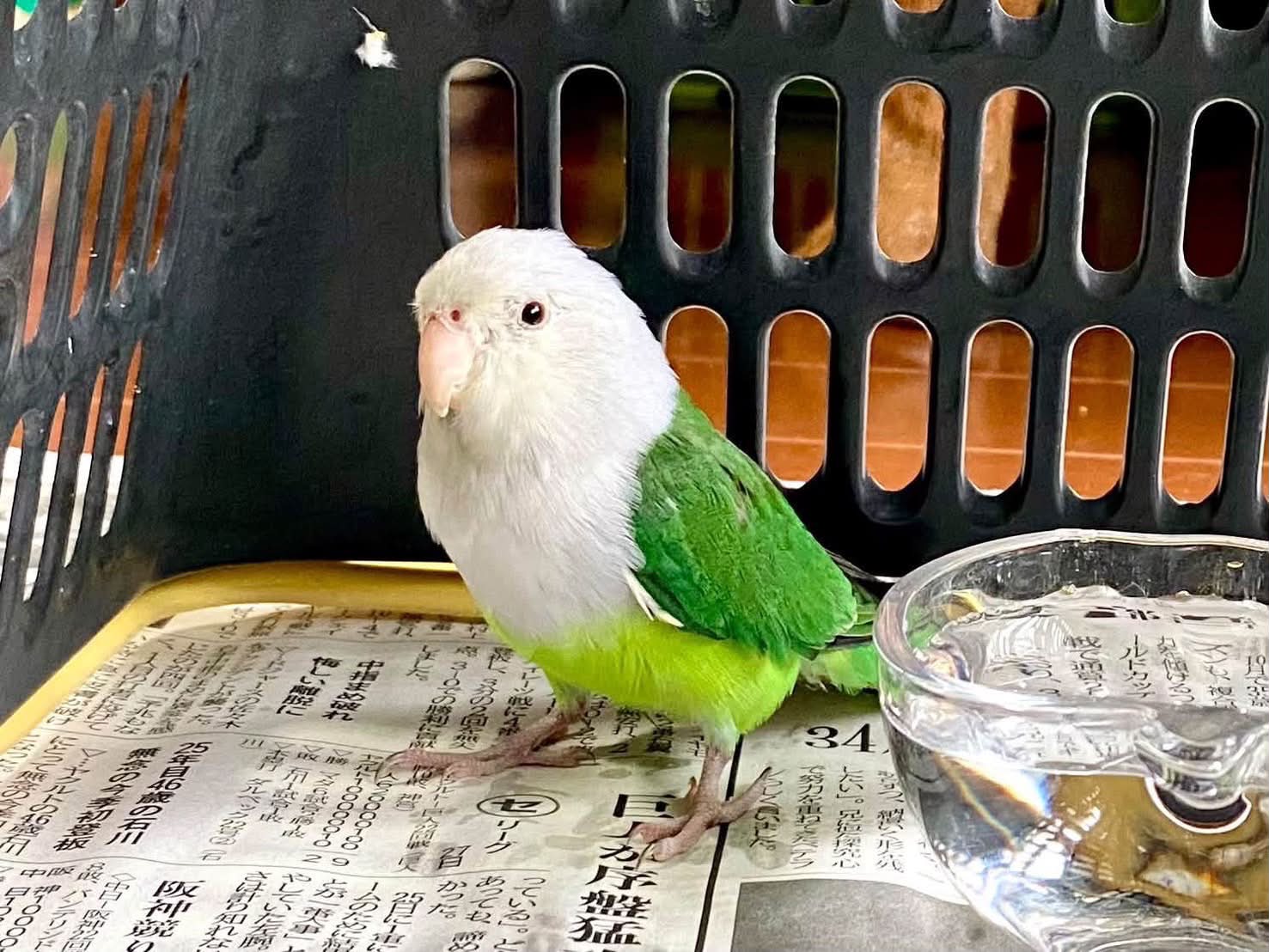 インコが大好き | Facebook