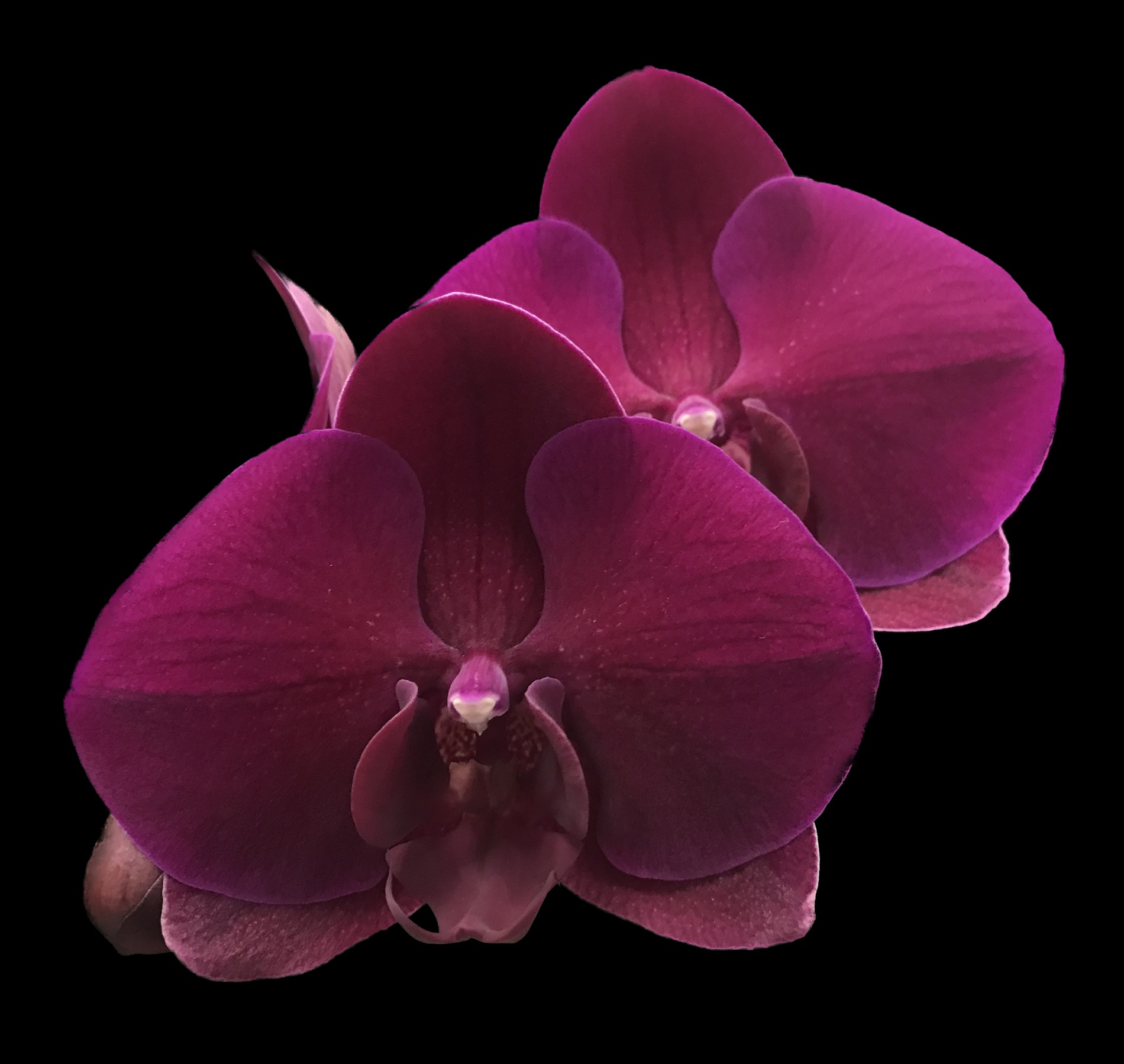Phal. OX Lion King 牛記獅子王 ? WeChat微信ID：mikiorchid ? more 