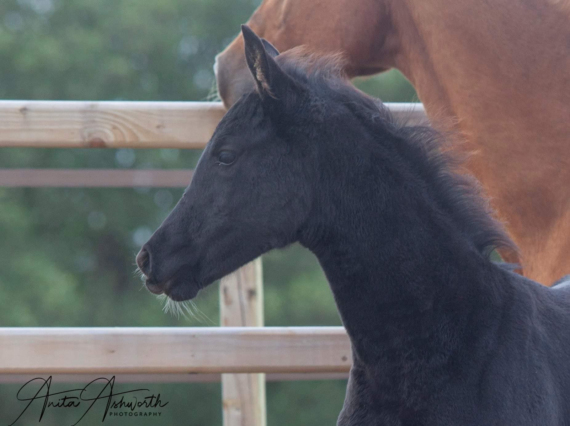 Spring House Stud