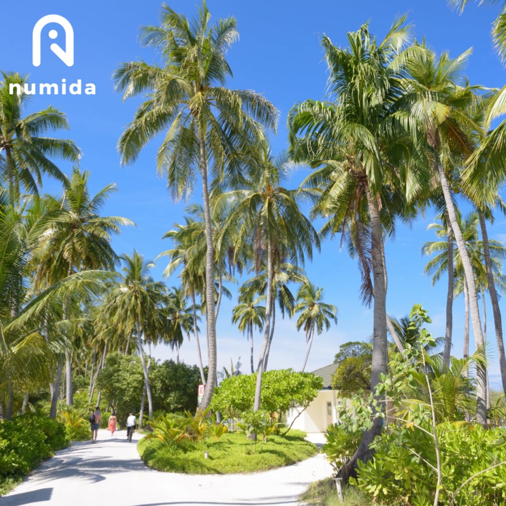 Numida