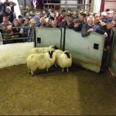 Tonight’s sale starts at 7pm 🐑 Online via MartEye | Brockagh Cloghan Co ...