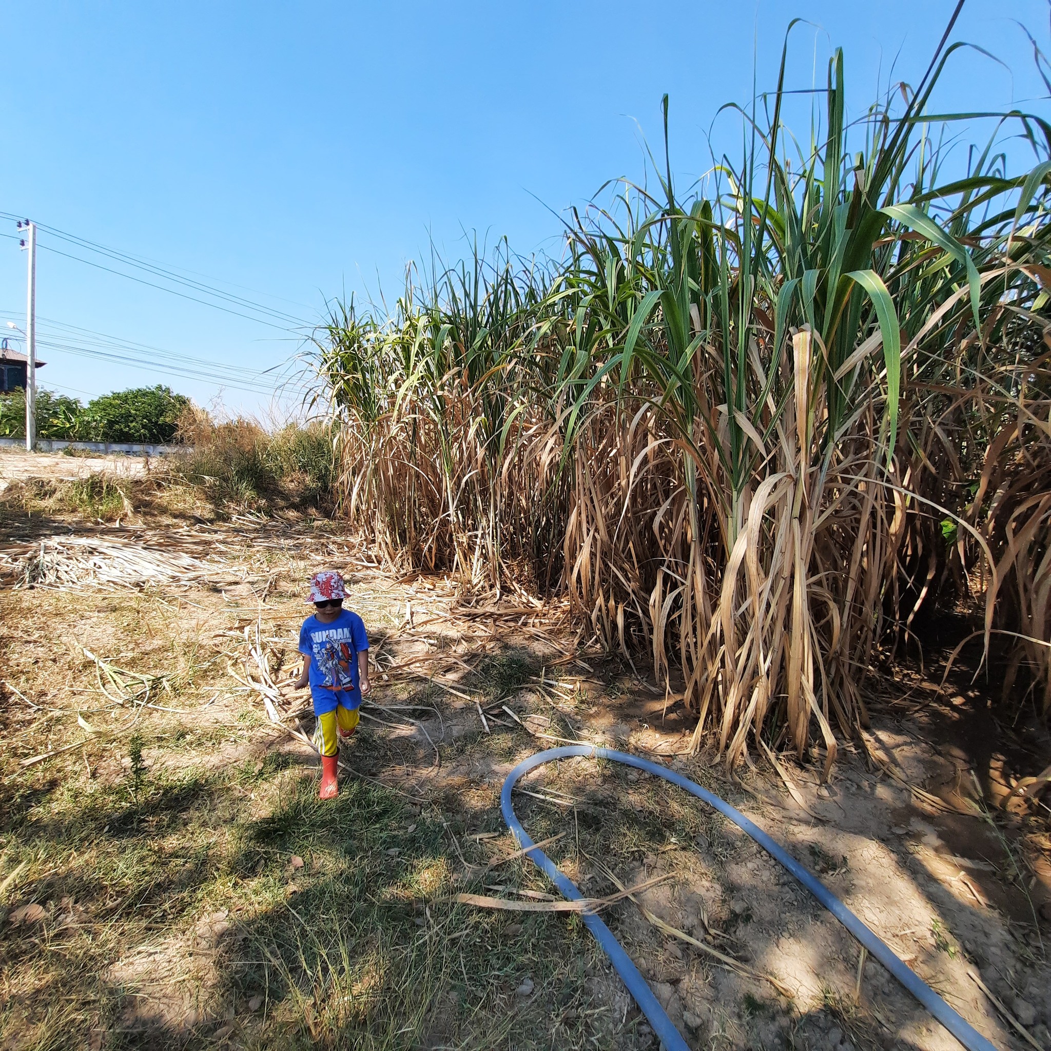 WICHA Farm - WCF Cane ชลบุรี อ้อยหวาน ไร้สารเคมี... | Facebook