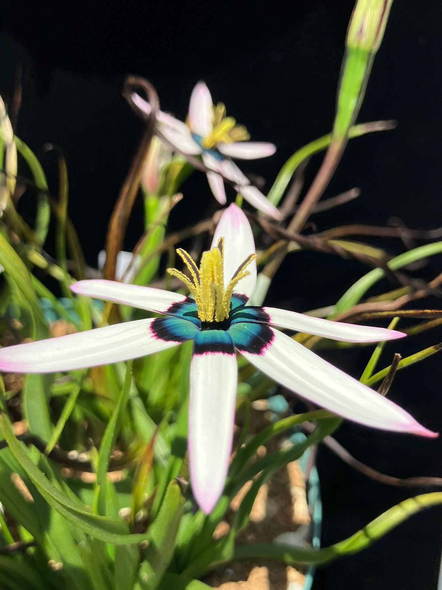Rare Pauridia species like capensis and scullyi
