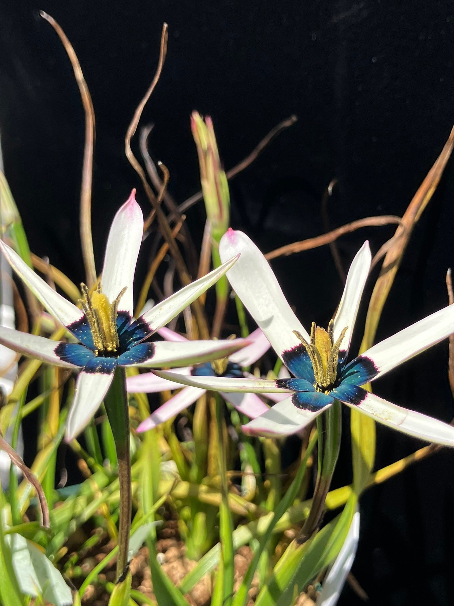 Rare Pauridia species like capensis and scullyi