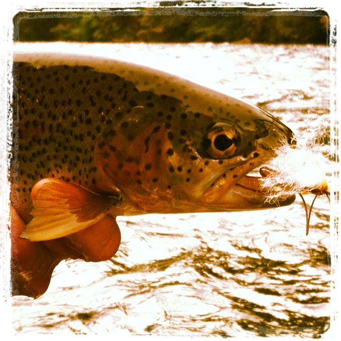 As things cool off here, the fall streamer bite really picks up. Here ...