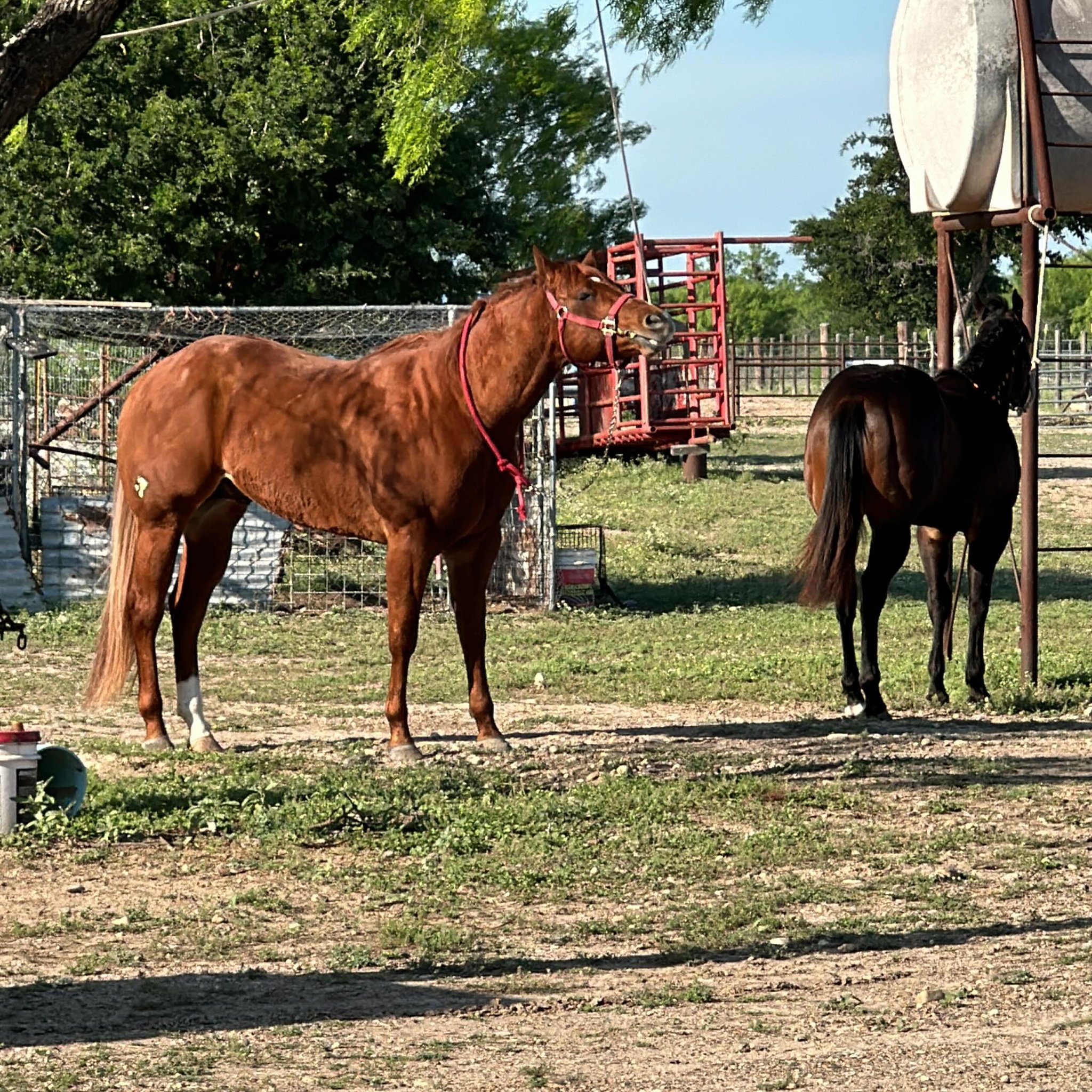 Y.Y. Ranch & Roping Arena | Roma-Los Saenz TX
