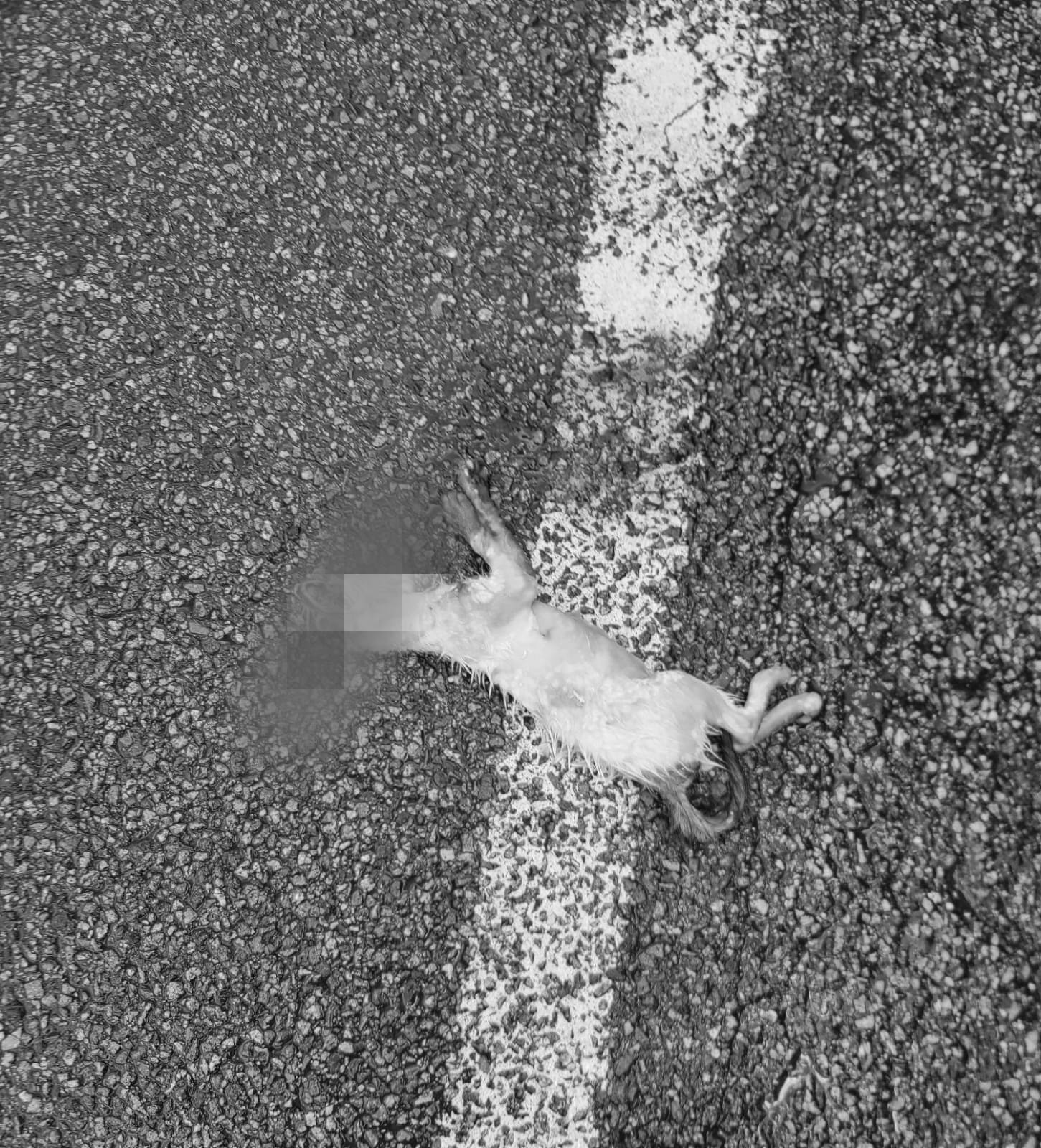 浪浪送行者 - ＊不好意思🙏相片可能會令人不安😔🙏＊...