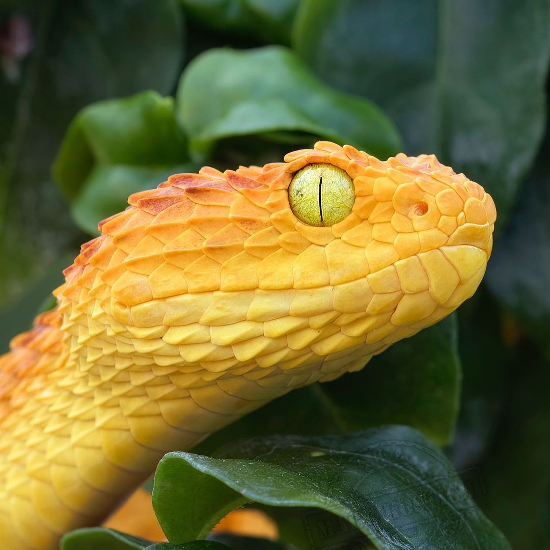 A variable bush viper giving us the... - The Reptile Report
