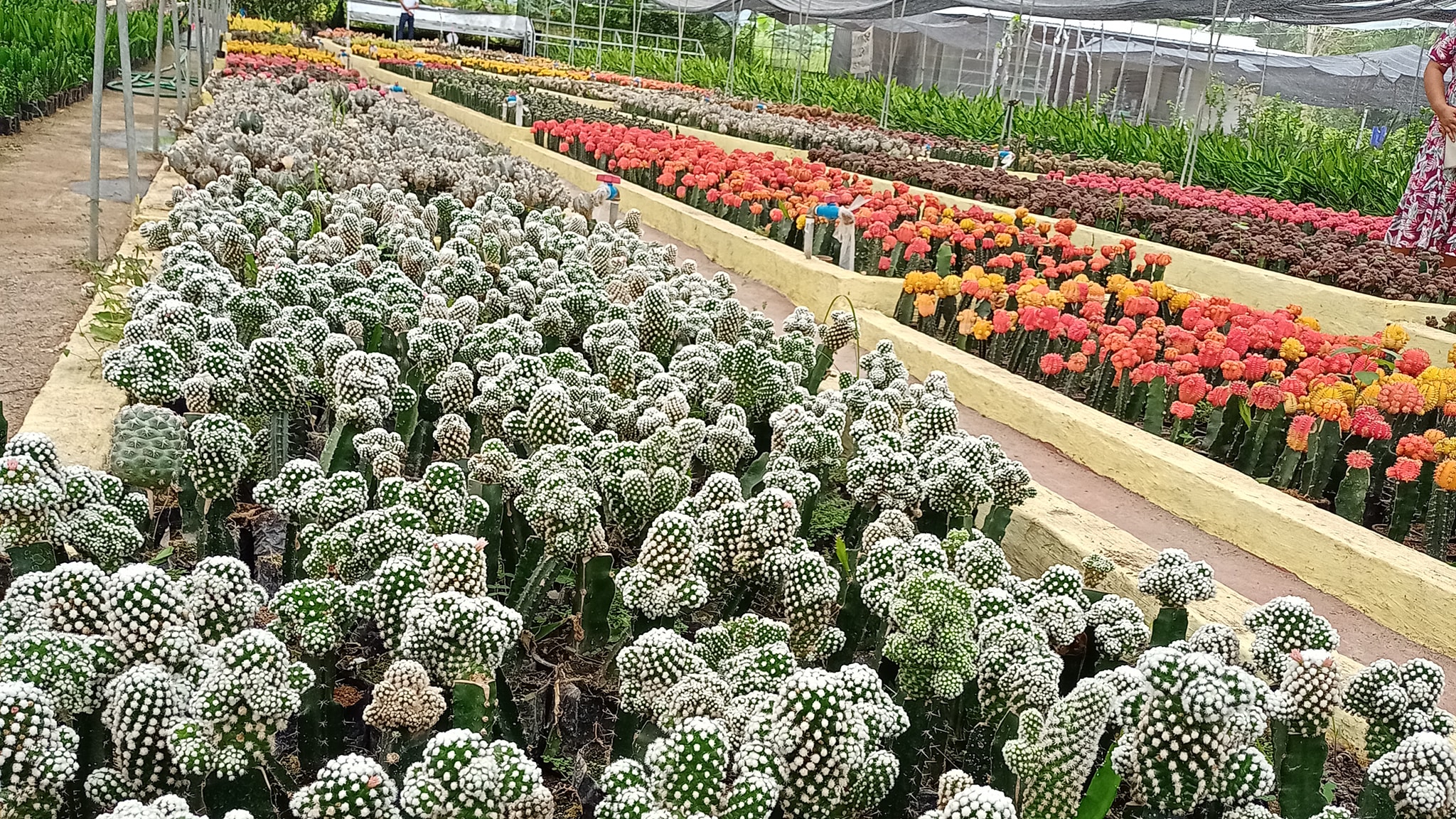 Adenium and Cactus farm in Mindanao