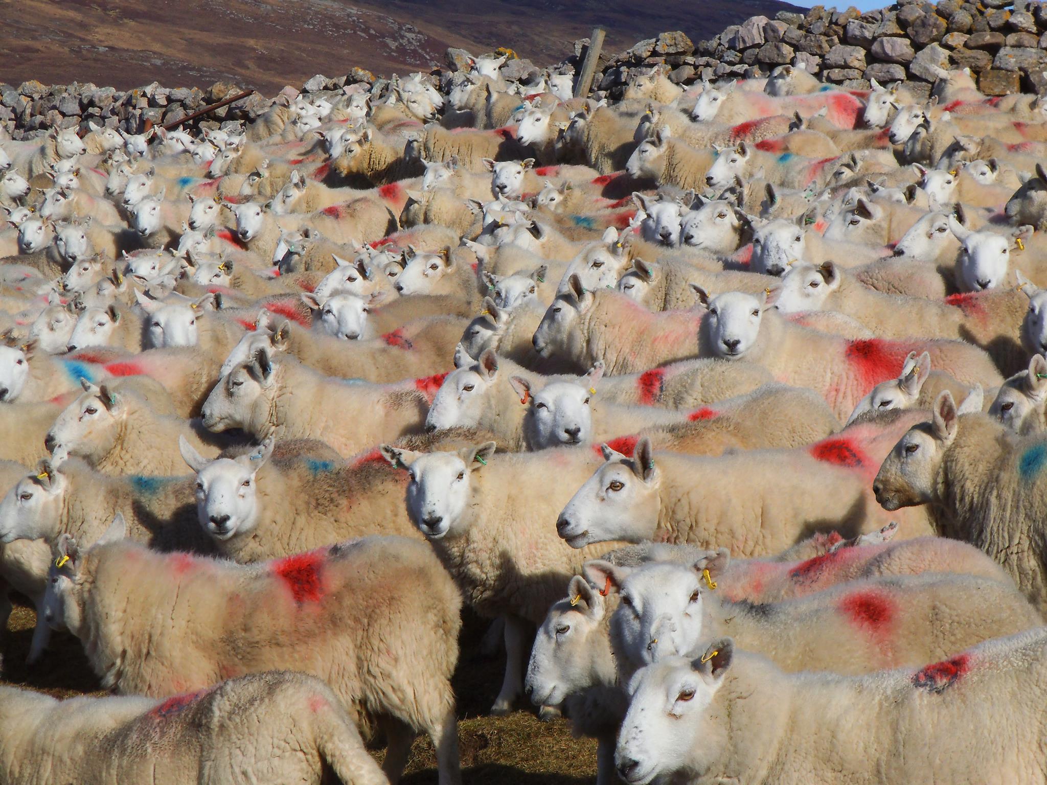 Nor'westerly shepherd on Reels