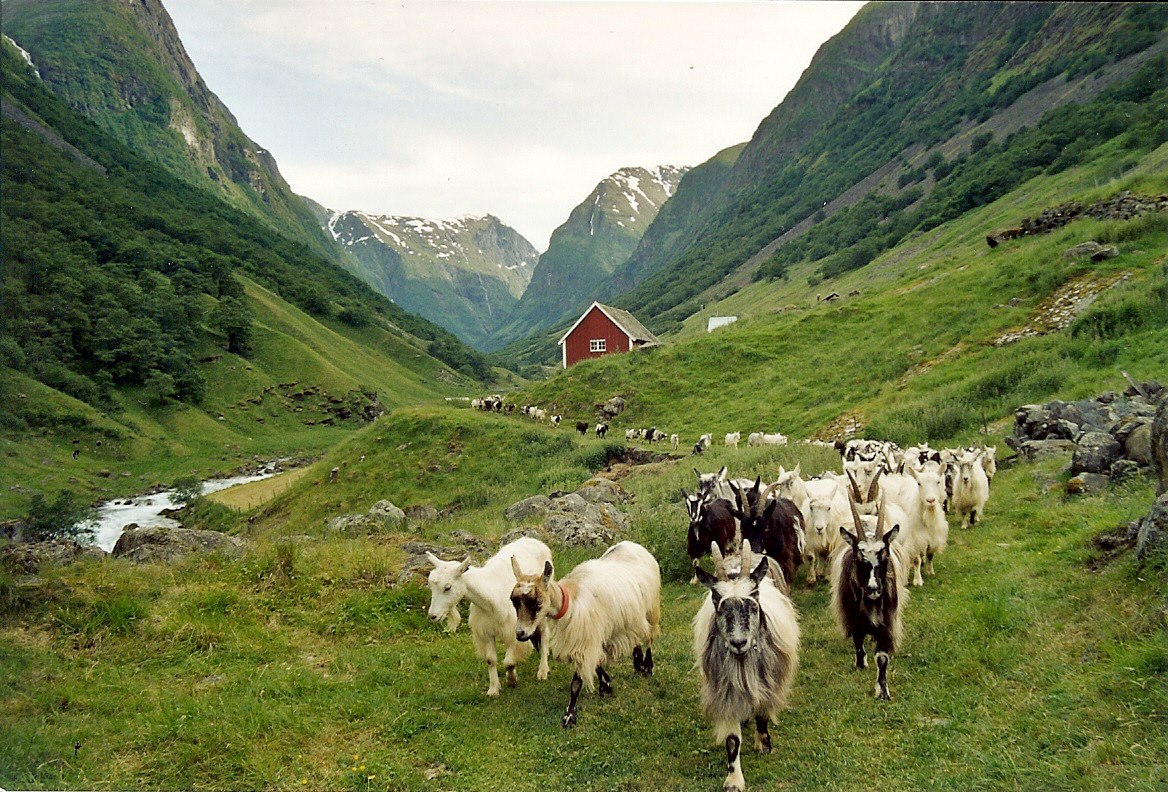 Veveriet Norsk Folkemuseum - Velkommen til museets bortgjemte oase. Det ...