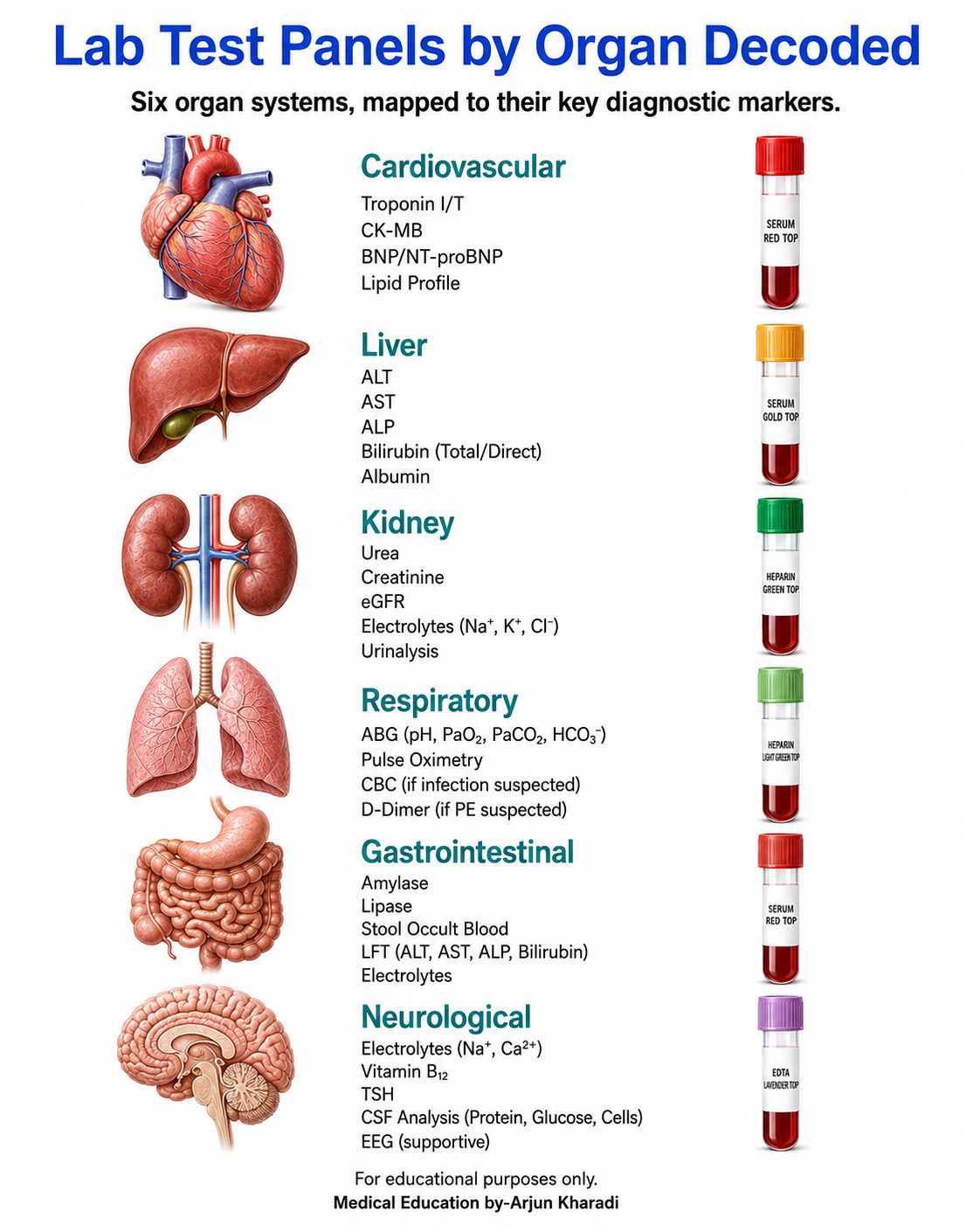 Laboratory test panels help clinicians assess organ function by combining related biomarkers rather than interpreting isolated values. Liver, kidney, thyroid, cardiac, pancreatic, and hematologic testing each uses different markers to identify patterns