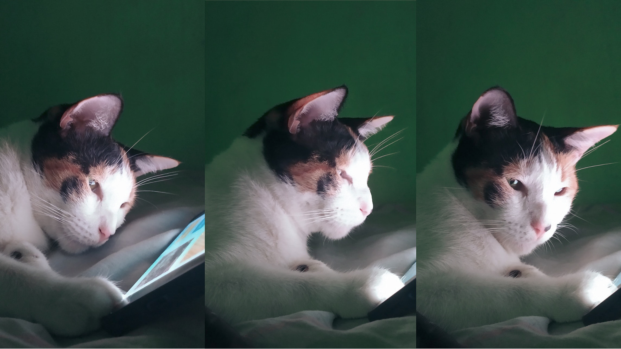 PG the cat