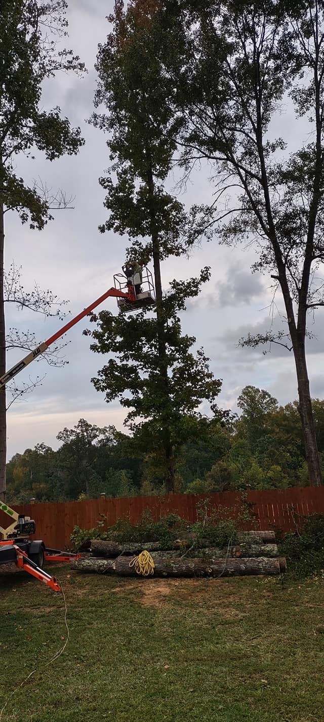 Tree Man's Tree Service LLC | Easley SC