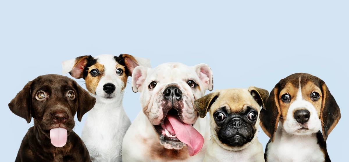 PADDY DOG SHOP | Nice