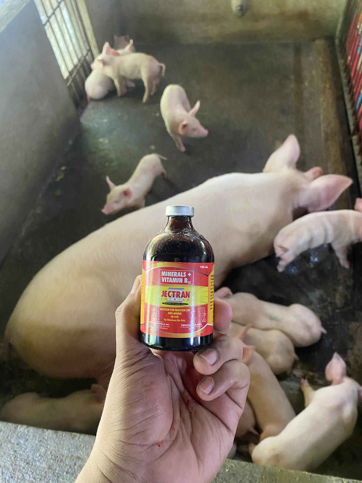 b12 injection for pigs INTRAFER-200 Iron 20% & Vitamine B12 Iron dextran is used prophylactic and treatment of by iron deficiency caused anaemia in piglets and calves. Parenteral administration of iron has the AOD-9604 Buy 5-Amino-1MQ for Research swine and sheep. Size:3.4 fl. oz